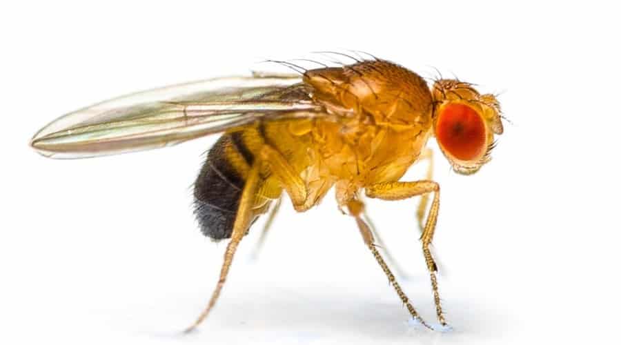 The Fruit Fly image