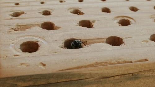 A carpenter bees nest