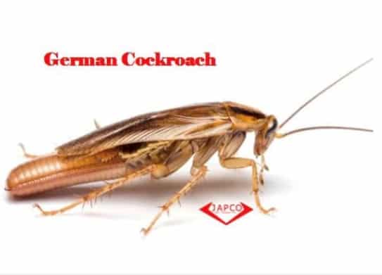 japco german cockroach pest control