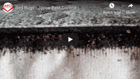 Japco Pest Control Bed Bugs