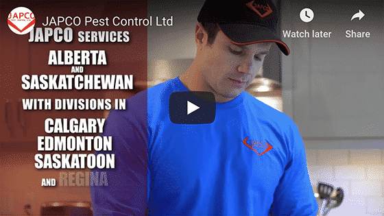Pest Control Services in Alberta and Saskatchewan
