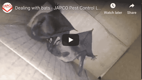 Japco Pest Control Bats
