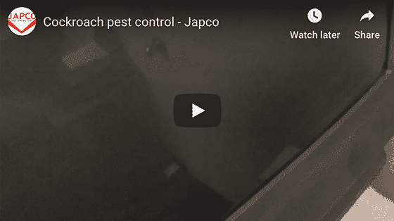 Japco Pest Control Cockroaches